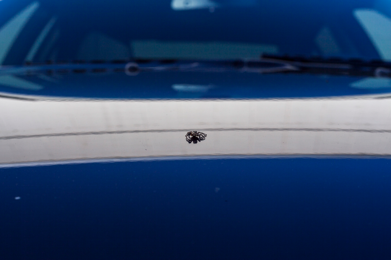 Illustration for article titled E60, old camera, way older lens. And Spiderbro.